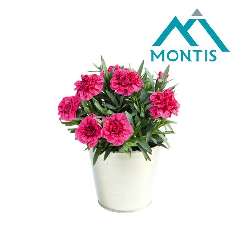 Диантус OSCAR PURPLE WINGS