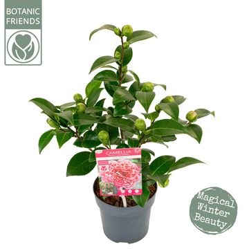 Camellia japonica 'Volunteer'