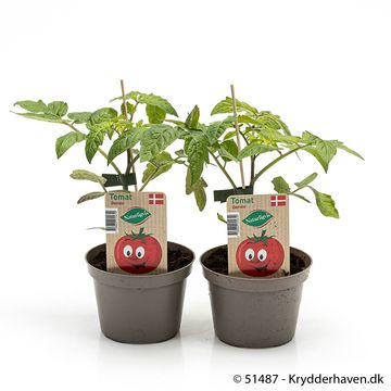 Solanum lycopersicum 'Gemini'