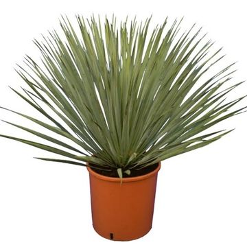 Yucca rostrata
