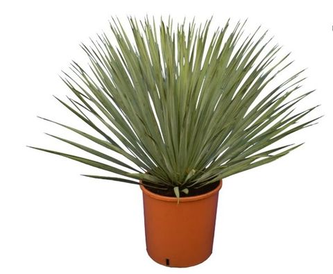 Yucca rostrata