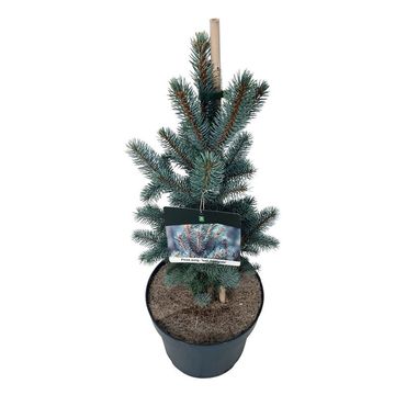 Picea pungens 'Iseli Fastigiate'