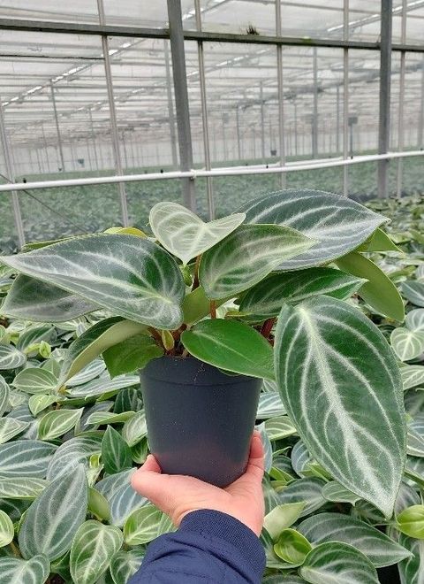 Peperomia sarcophylla