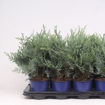 Chamaecyparis lawsoniana 'Pelt's Blue'