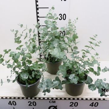 Eucalyptus gunnii MIX
