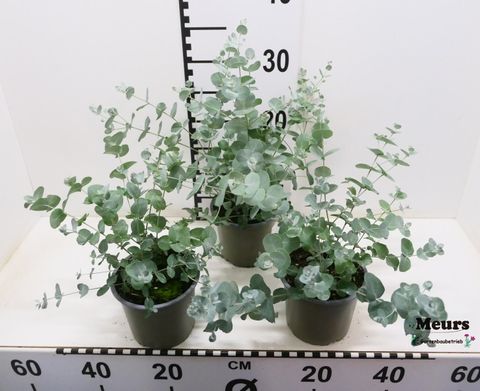 Eucalyptus gunnii MIX