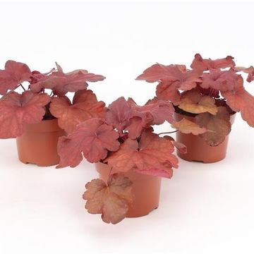 Heuchera INDIAN SUMMER MULBERRY