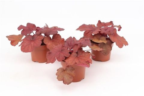 Heuchera INDIAN SUMMER MULBERRY