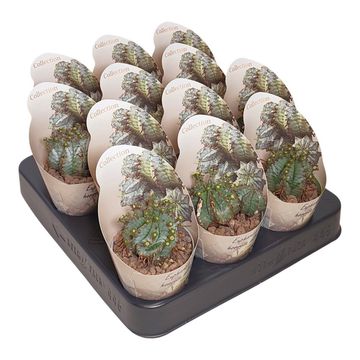 Euphorbia horrida alba