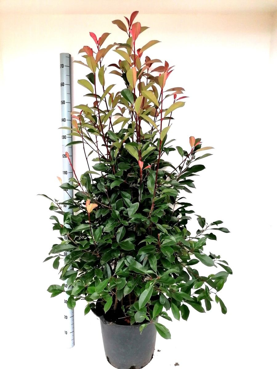 Photinia x fraseri 'Red Robin' — Plant Wholesale FlorAccess