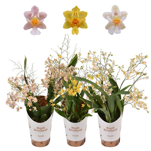 Oncidium TWINKLE MIX