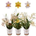 Oncidium TWINKLE MIX