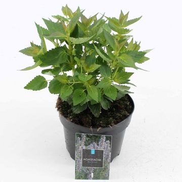 Agastache 'Blue Fortune'