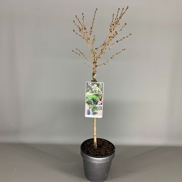 Prunus incisa 'Midori-zakura'