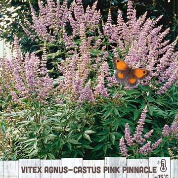 Vitex agnus-castus PINK PINNACLE