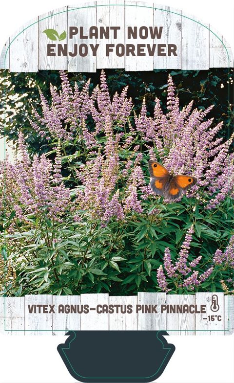 Vitex agnus-castus PINK PINNACLE