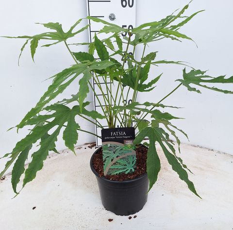 Fatsia polycarpa 'Green Fingers'