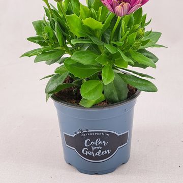 Osteospermum SEÑORITA CARLA