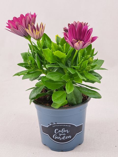 Osteospermum SEÑORITA CARLA