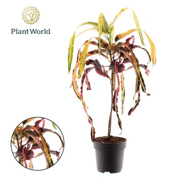 Trojskrzyn variegatum 'Dreadlocks'