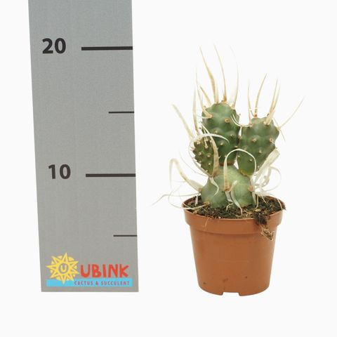 Tephrocactus articulatus papyracanthus