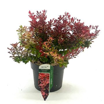 Berberis thunbergii 'Ruby Star'
