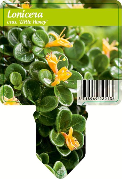 Lonicera crassifolia 'Little Honey'