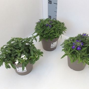 Lobelia erinus SWEET SPRINGS MIX
