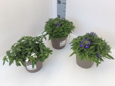 Lobelia erinus SWEET SPRINGS MIX