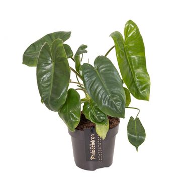 Philodendron burle-marxii