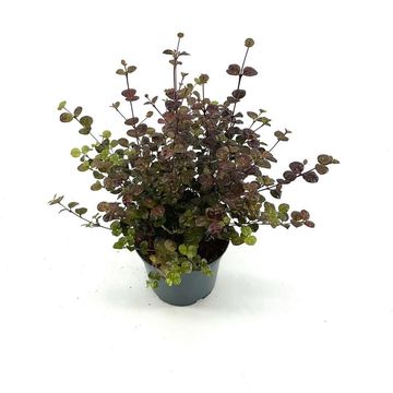 Lophomyrtus x ralphii 'Purpurea'