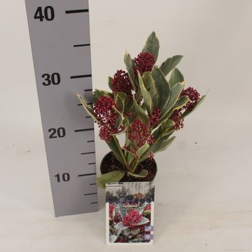 Skimmia japonica 'Perosa'