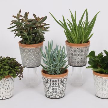 Plantas o interior MIX