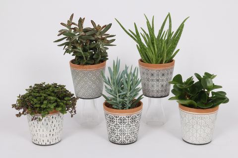 Plantas de interior MIX