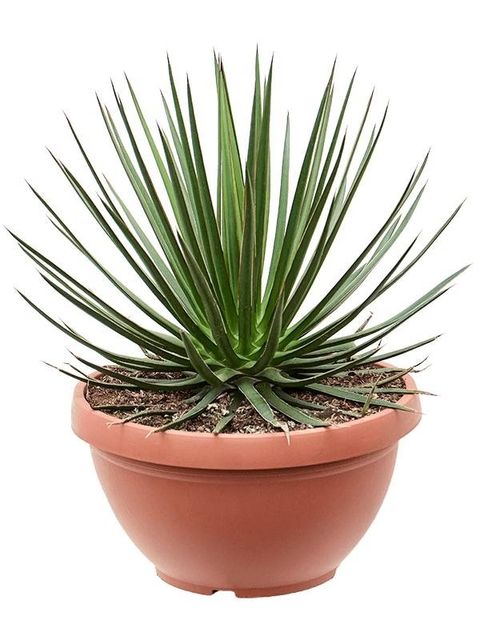 Agave ocahui