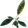 Musa acuminata zebrina