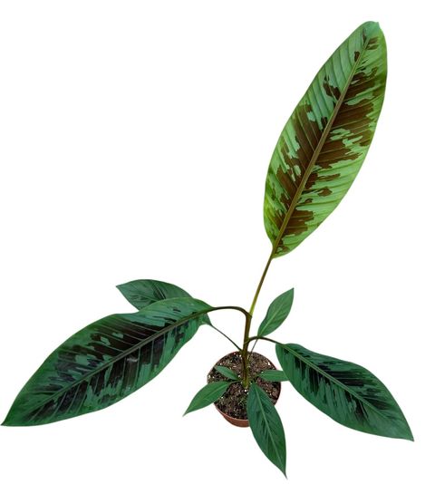 Musa acuminata zebrina
