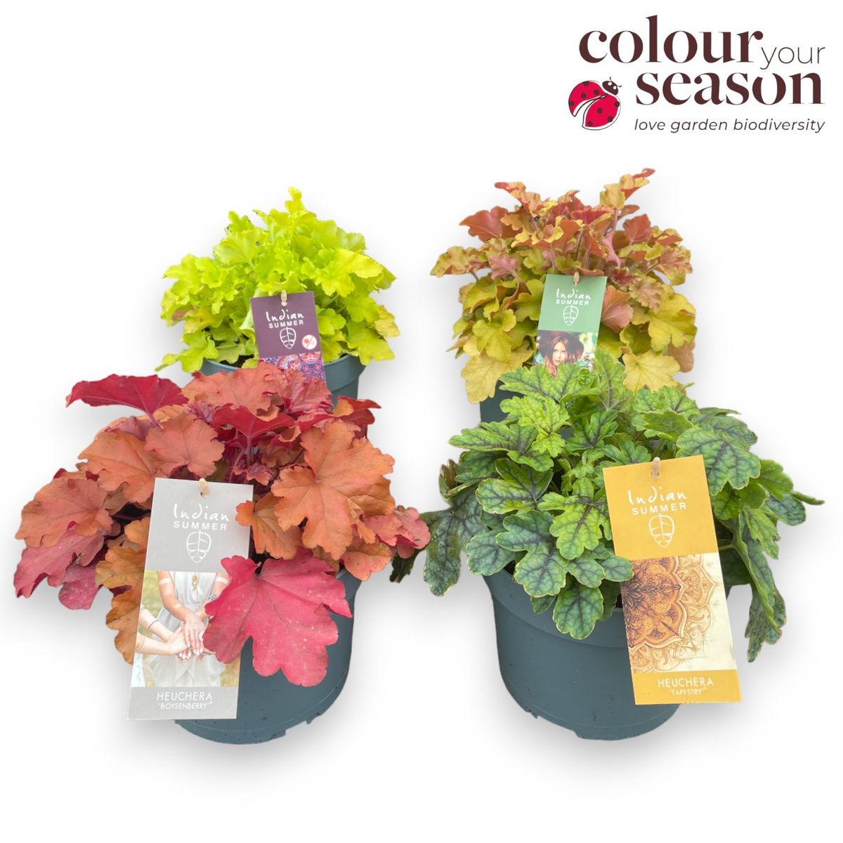 Heuchera INDIAN SUMMER MIX — Растения Оптовая FlorAccess