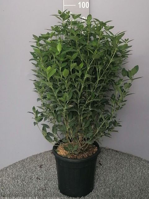 Viburnum tinus SPIRIT