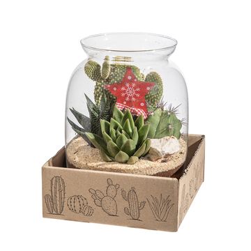 Arranjo Cactus / Succulent