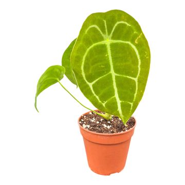 Anthurium forgetii