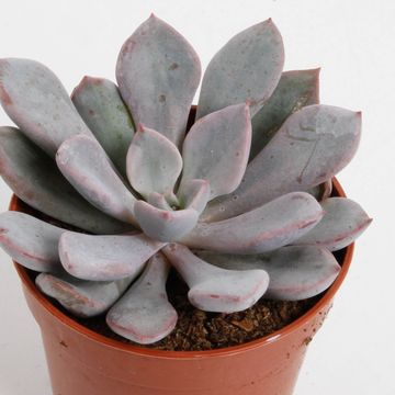 Echeveria 'Monica'