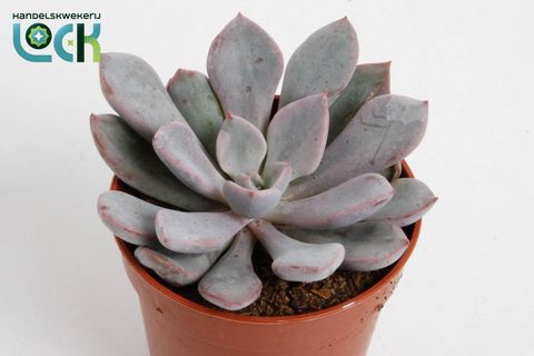 Echeveria 'Monica'