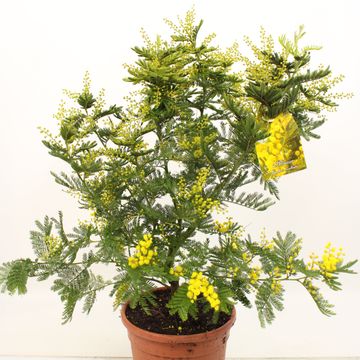 Acacia dealbata