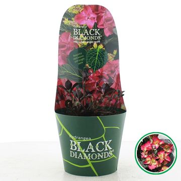 Hydrangea macrophylla BLACK DIAMONDS DARK ANGEL