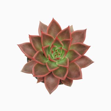 Echeveria agavoides 'Antares'