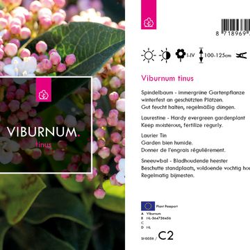 Viburnum tinus