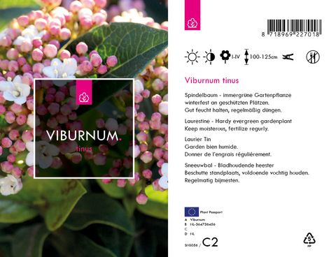 Viburnum tinus