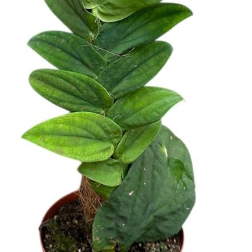 Rhaphidophora korthalsii