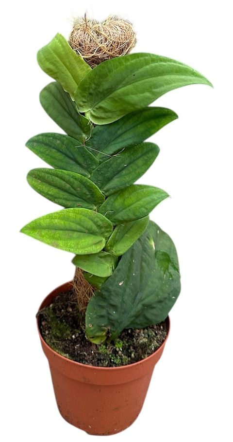 Rhaphidophora korthalsii